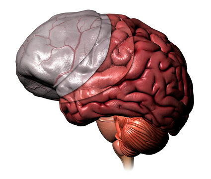 Full color 3-D medical illustration of layers covering the human brain: outer meninges, dura mater, and arachnoid layers