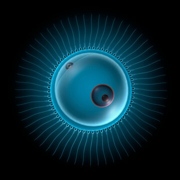 Human sperm swimming toward egg cell