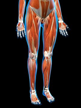Front view of Female hips and leg muscle anatomy in blue X-Ray outline. Full Color 3D computer generated illustration on Black Background
