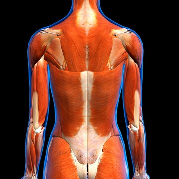 Rear View of Female back muscles anatomy in blue X-Ray outline. Full Color 3D computer generated illustration on Black Background