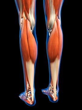Rear View of Female legs and feet muscles anatomy in blue X-Ray outline. Full Color 3D computer generated illustration on Black Background