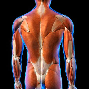 Rear View of Male back muscles anatomy in blue X-Ray outline. Full Color 3D computer generated illustration on Black Background