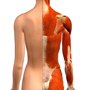 Cross-section anatomy of female shoulders and back muscles