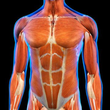 Front view of Male Chest and Abdominal Muscles Anatomy in Blue X-Ray outline. Full Color 3D computer generated illustration on Black Background