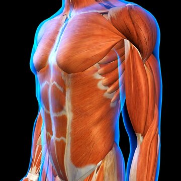 Front view of Male Chest and Abdominal Muscles Anatomy in Blue X-Ray outline. Full Color 3D computer generated illustration on Black Background