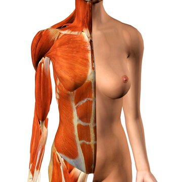 Cross-section anatomy of female chest and abdomen muscles