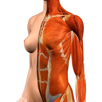 Cross-section anatomy of female chest and abdomen muscles
