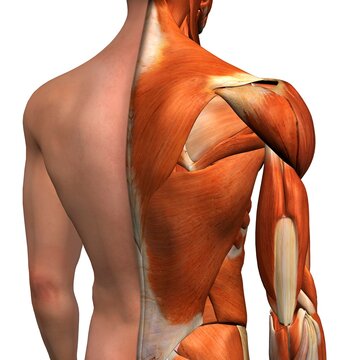 Cross-section anatomy of male shoulders and back muscles