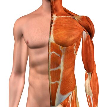 Cross-section Anatomy Of Male Chest , Abdomen And Groin Muscles