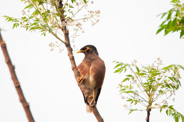 Bird Of Prey