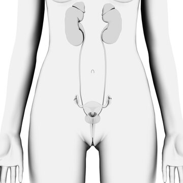 Female reproductive and urinary system, front view, monochrome on white background