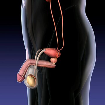 Male reproductive system, Xray side view black background