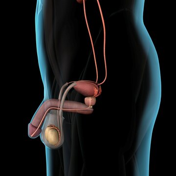 Male reproductive system, Xray side view black background