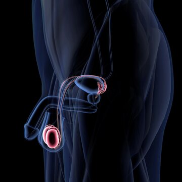 Male reproductive system, testicles Xray side view, black background