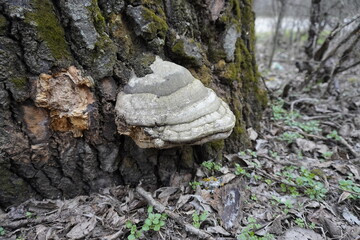 Old tree in the forest with old mushroom