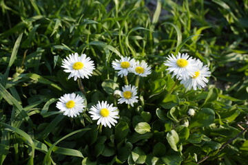 Fototapeta premium Chrysanthemum leucanthemum on garden natural