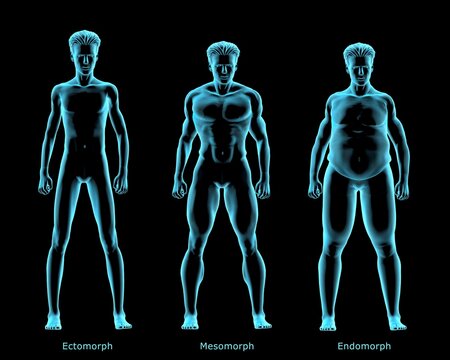 Three body types Ectomorph, Mesomorph, Endomorph, X-ray image