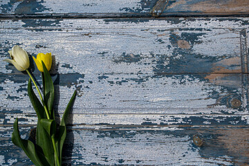 Fototapeta na wymiar tulips on wooden background