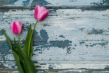 Fototapeta na wymiar red and white tulips on wooden background