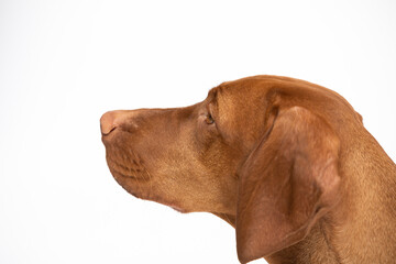 Female dog looks ahead. The Hungarian Shorthaired Pointed Dog's head.