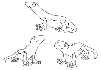 Lizard lines illustration. Abstract vector lizard on the white background