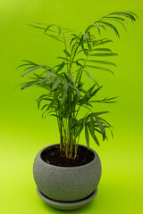 Obraz na płótnie Canvas Green flower in a gray pot on a green background, monochrome