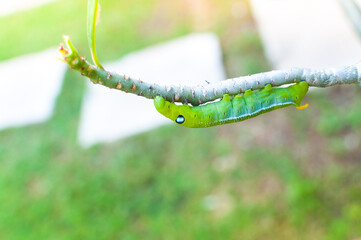 Caterpillar worm eating leaves nature in the garden