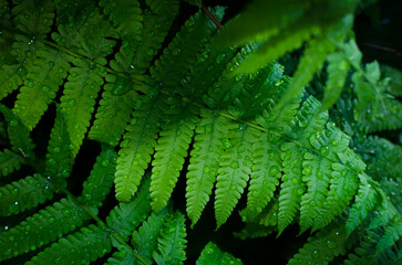 Green fern leaves with water drops close-up