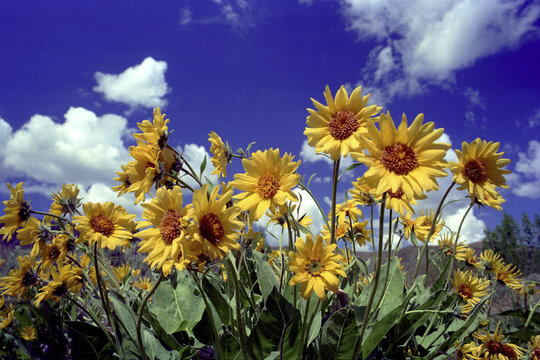 Close-up of Arrowleaf Balsamroot flowers in a field