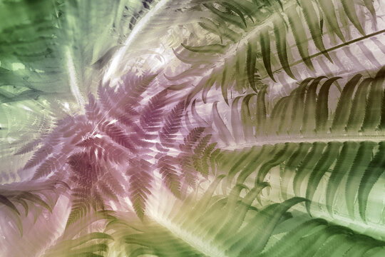 Close-up of fern leaves