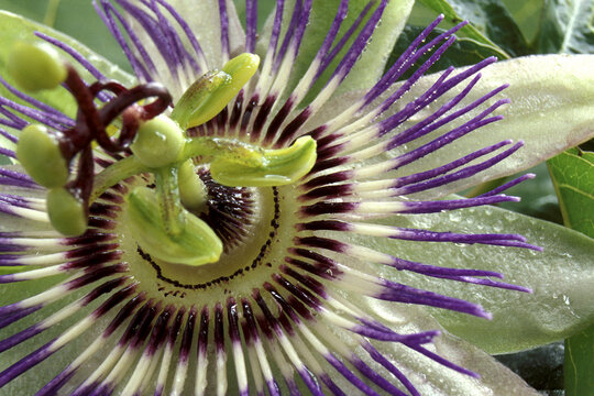 Close-up of a Passion Flower
