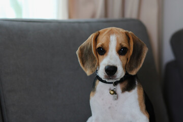 Lovely beagle puppy. Cute beagle puppy lying on the sofa.