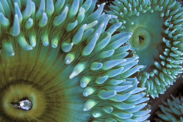 Close-up of a sea anemones (Phylum cnidaria)