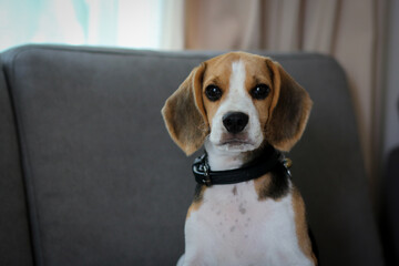 Lovely beagle puppy. Cute beagle puppy lying on the sofa.