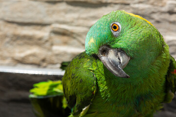 Retrato de loro Amazonas de Nuca Amarilla.