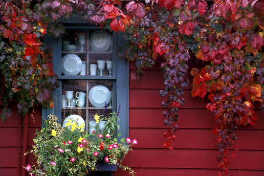 Flowering plants in front of a window