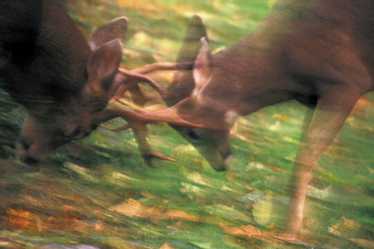 Close-up of two deer fighting