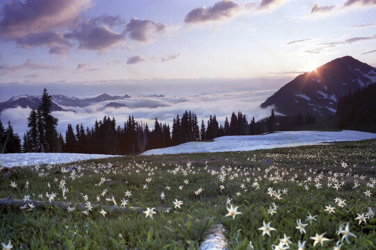 Panoramic view of the Appleton Pass, Olympic National Park, Washington, USA