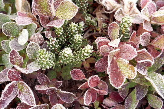 Close-up of huckleberries and heather leaves
