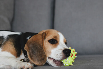 Cute beagle puppy lying on the sofa. Beagle dog with a toy.