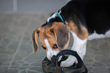 beagle cute dog bite shoes and sitting on the floor.