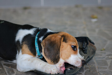beagle cute dog bite shoes and sitting on the floor.