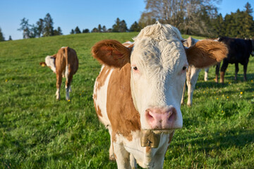 funny young cows on pasture in the Allgaeu Area, Bavarian Alps, Germany