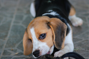 beagle cute dog bite shoes and sitting on the floor.