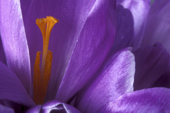 Close-up of a crocus
