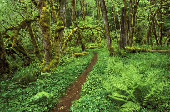 High angle view of a dirt road running through a forest, Lewis River Trail, Washington State, USA