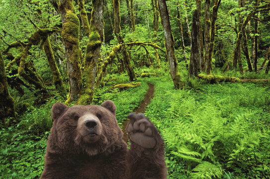 Brown Bear waving in a forest
