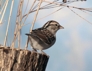 Chipping Sparrow perched on a tree stump.