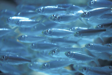Large group of fish in the sea