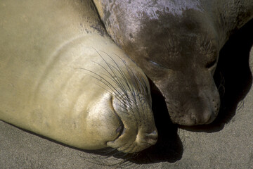 Close-up of two Elephant Seals sleeping